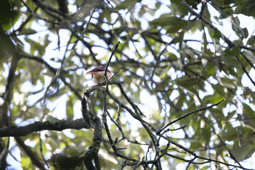 Pericrocotus roseus observed 2026-10-02