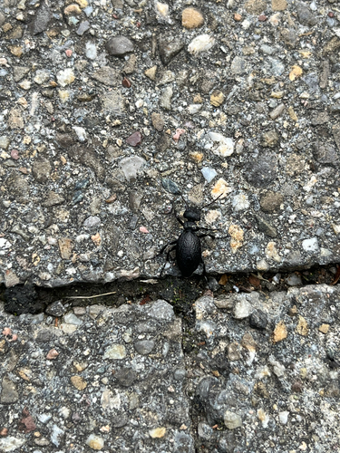 rugged oil beetle