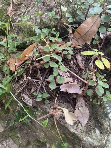 Peperomia leptostachya observed 2026-10-12
