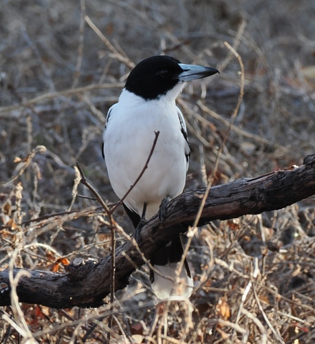 Cracticus mentalis, 2026-09-17