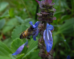 Apis mellifera