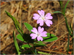 Eudianthe coeli-rosa