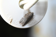 Acleris maximana