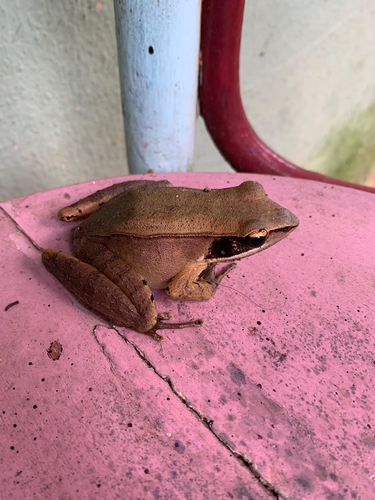 Günther's Golden-backed Frog