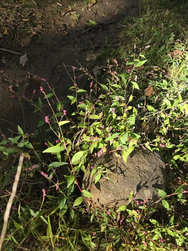 low smartweed