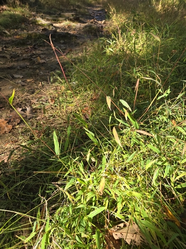 Japanese stiltgrass