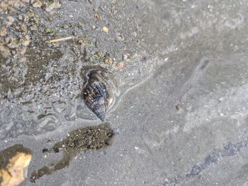 Nassarius pullus observed 2026-10-11