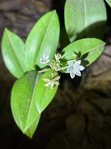 Schelhammera multiflora observed 2026-10-13