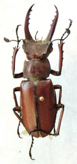 Lucanus luci
