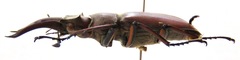 Lucanus luci
