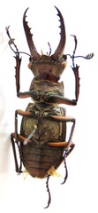 Lucanus luci