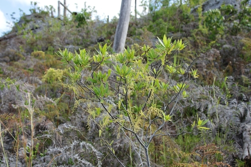 Varronia bahamensis observed 2026-10-12