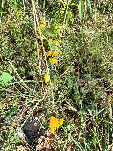 Goldilocks Aster