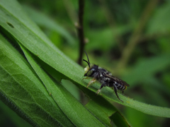 Apoidea