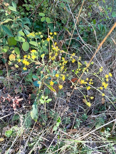 Sickle-leaved Hare's-ear