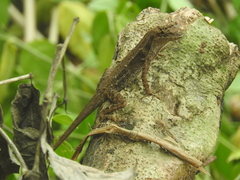 Anolis serranoi