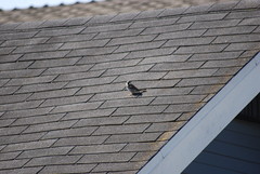 Passer domesticus