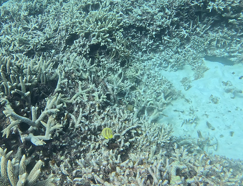 Chaetodon rainfordi observed 2026-10-10