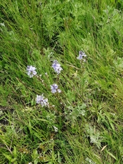 Veronica austriaca jacquinii