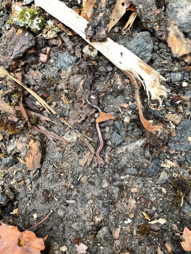 Eastern Red-backed Salamander