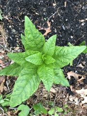 Phytolacca americana