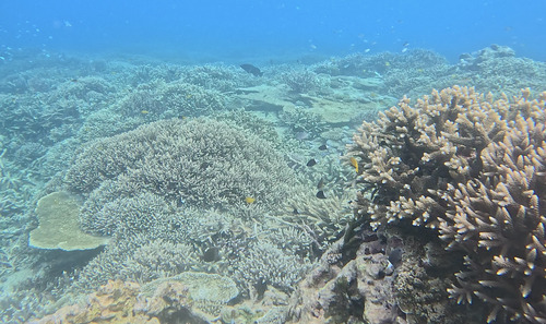 Chromis margaritifer observed 2026-10-10