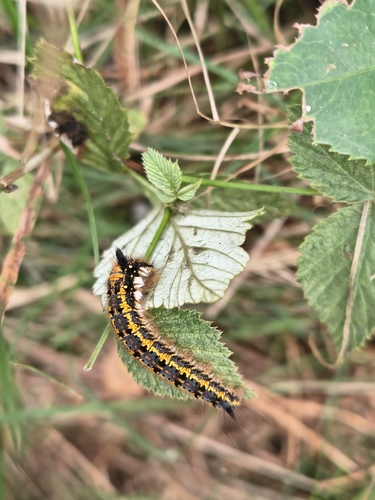 Drinker Moth
