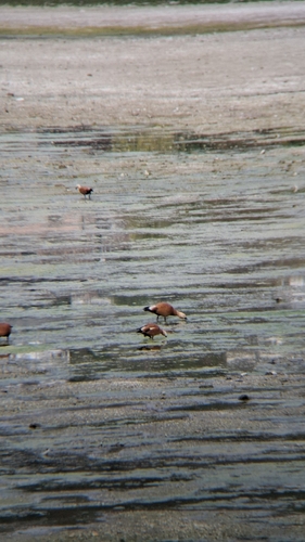 Ruddy Shelduck