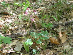 Himantoglossum comperianum