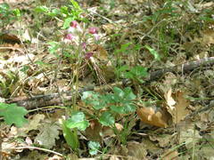 Himantoglossum comperianum