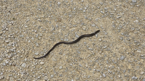 Common Slowworm