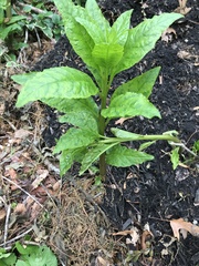 Phytolacca americana