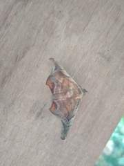 Episparis tortuosalis