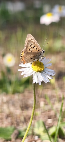 Small Copper