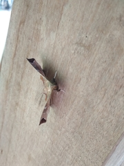 Episparis tortuosalis