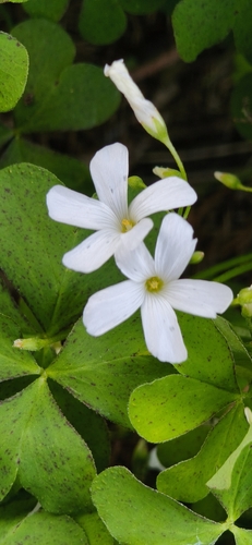 pink-sorrel