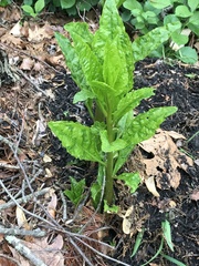 Phytolacca americana