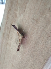 Episparis tortuosalis