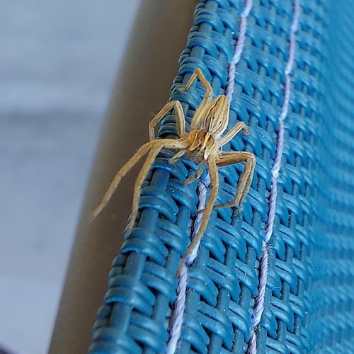 European Nursery Web spider