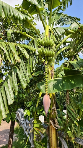 Musa paradisiaca observed 2026-10-11