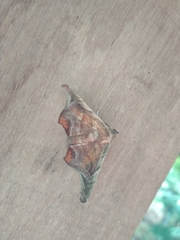 Episparis tortuosalis