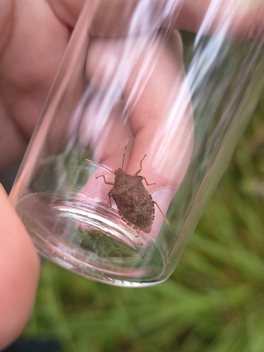 Dock Leaf Bug