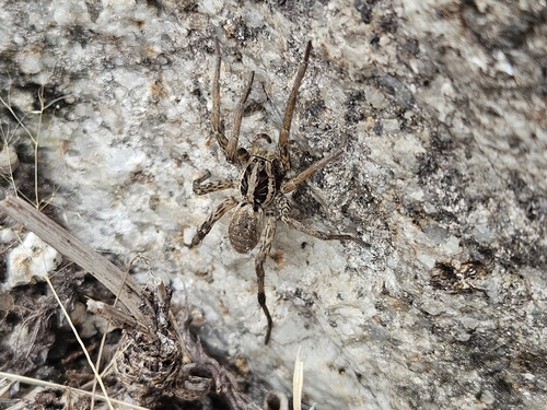 Radiated Wolf Spider