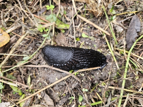 Black Slug