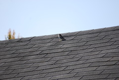 Passer domesticus