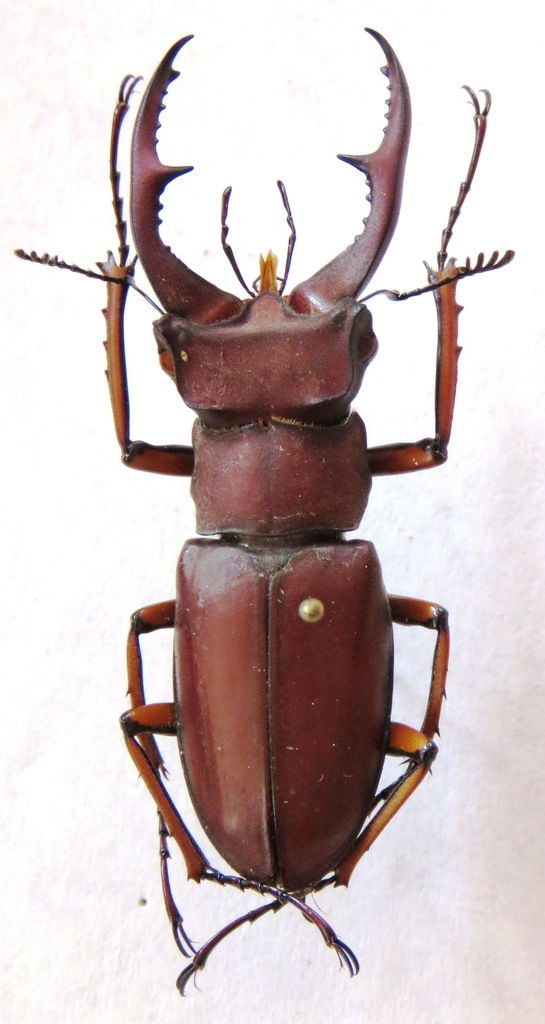 Lucanus marazziorum
