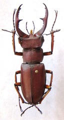 Lucanus marazziorum
