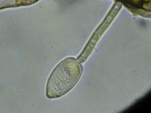Ramularia rubella