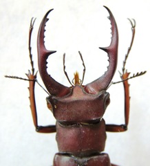 Lucanus marazziorum