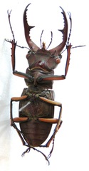 Lucanus marazziorum